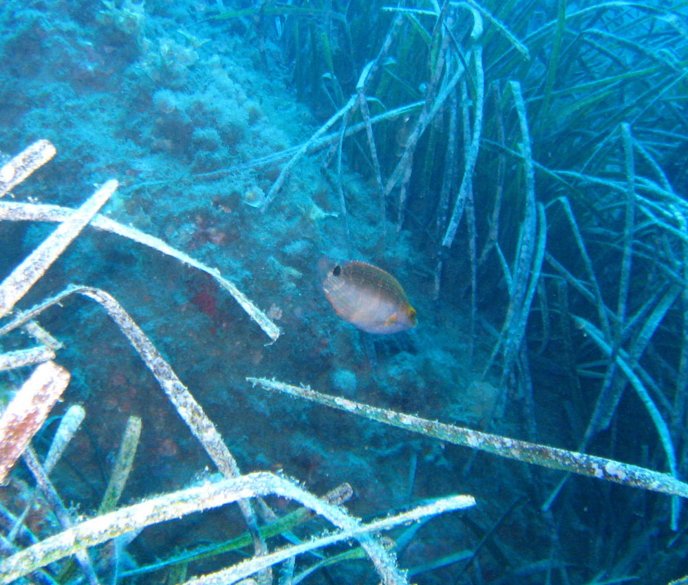 Labridae sfuggente... (Symphodus mediterraneus)